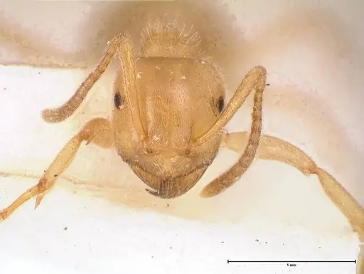 Lasius jensi specimen FOCOL0755 image focol0755_3