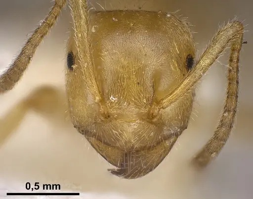 Lasius jensi specimen FOCOL0755 image focol0755_4
