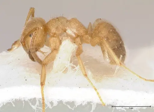 Lasius jensi specimen FOCOL0755 image focol0755_5