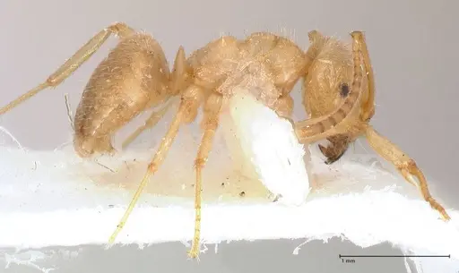 Lasius jensi specimen FOCOL0755 image focol0755_6