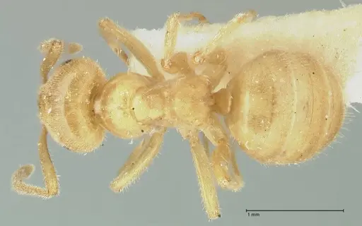 Lasius jensi specimen FOCOL1862 image focol1862_1