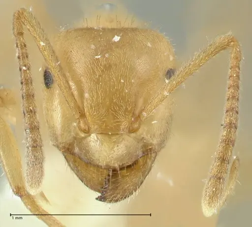 Lasius jensi specimen FOCOL1862 image focol1862_2