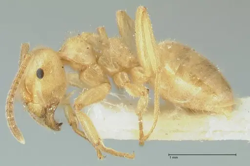 Lasius jensi specimen FOCOL1862 image focol1862_3