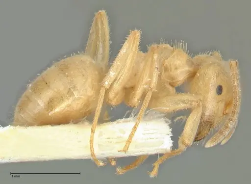 Lasius jensi specimen FOCOL1862 image focol1862_4