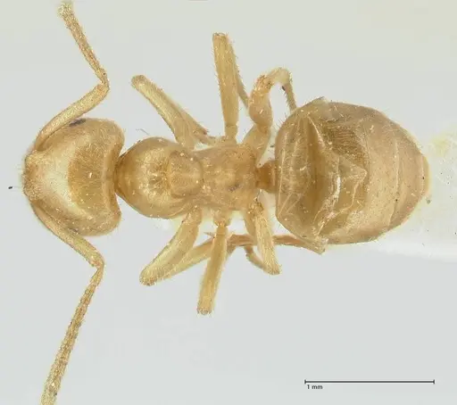Lasius jensi specimen FOCOL1863 image focol1863_1