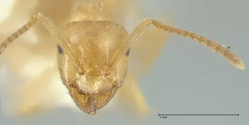 Lasius jensi specimen FOCOL1863 image focol1863_2