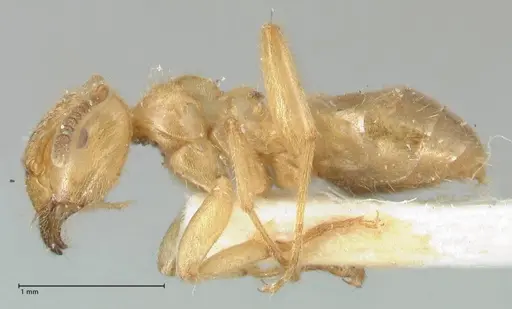 Lasius jensi specimen FOCOL1863 image focol1863_3