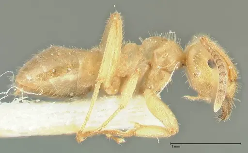 Lasius jensi specimen FOCOL1863 image focol1863_4