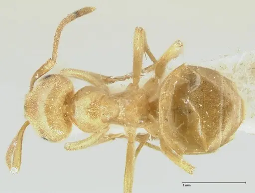 Lasius jensi specimen FOCOL1864 image focol1864_1