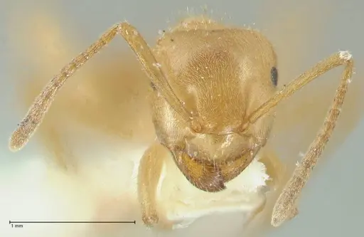 Lasius jensi specimen FOCOL1864 image focol1864_2