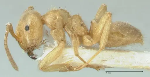Lasius jensi specimen FOCOL1864 image focol1864_3