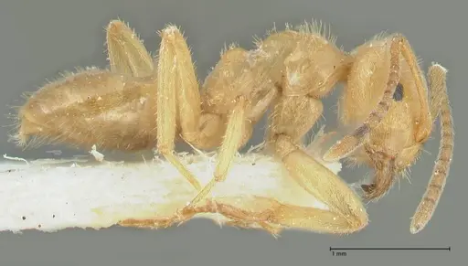 Lasius jensi specimen FOCOL1864 image focol1864_4