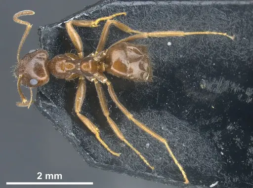 Lasius kabaki specimen ANTWEB1041444 image antweb1041444_1