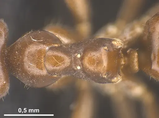 Lasius kabaki specimen ANTWEB1041444 image antweb1041444_2