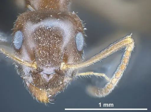 Lasius kabaki specimen ANTWEB1041444 image antweb1041444_3