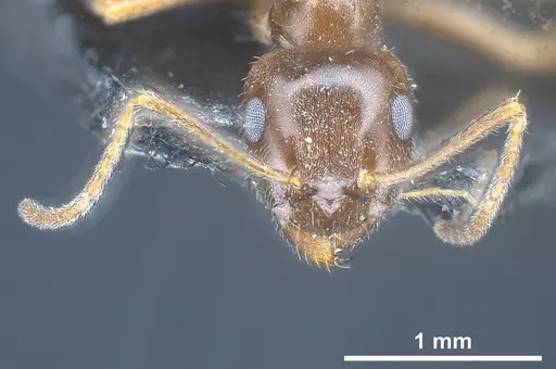Lasius kabaki specimen ANTWEB1041444 image antweb1041444_4