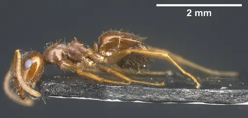 Lasius kabaki specimen ANTWEB1041444 image antweb1041444_5