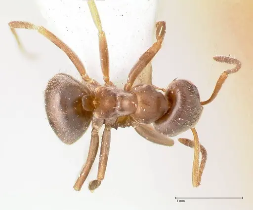 Lasius karpinisi specimen FOCOL0744 image focol0744_1
