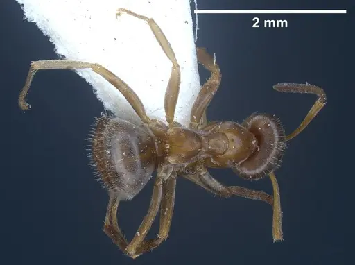 Lasius karpinisi specimen FOCOL0744 image focol0744_2
