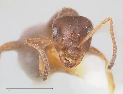 Lasius karpinisi specimen FOCOL0744 image focol0744_3