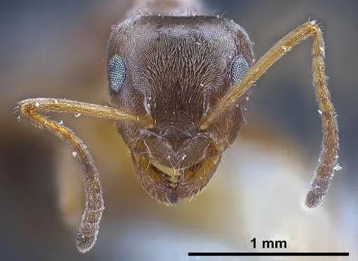 Lasius karpinisi specimen FOCOL0744 image focol0744_4