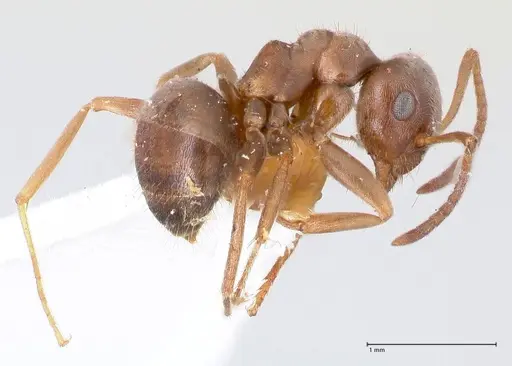 Lasius karpinisi specimen FOCOL0744 image focol0744_5