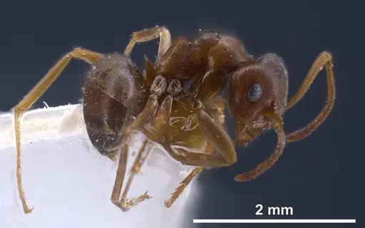 Lasius karpinisi specimen FOCOL0744 image focol0744_6