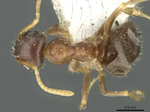 Lasius koreanus specimen CASENT0912292 image casent0912292_1