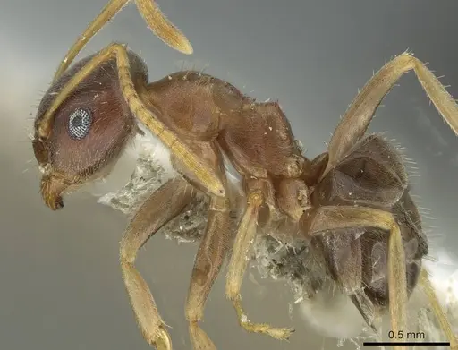 Lasius koreanus specimen CASENT0912292 image casent0912292_3