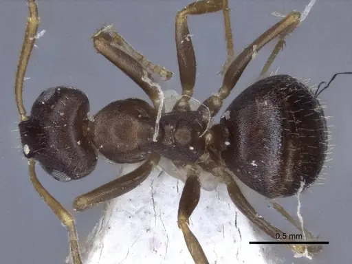 Lasius koreanus specimen CASENT0916700 image casent0916700_1