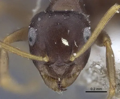 Lasius koreanus specimen CASENT0916700 image casent0916700_2