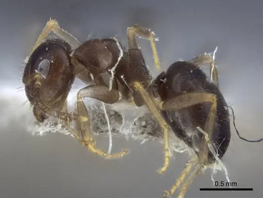 Lasius koreanus specimen CASENT0916700 image casent0916700_3