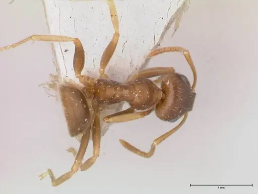 Lasius koreanus specimen FOCOL0750 image focol0750_1