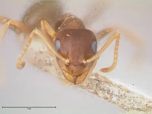 Lasius koreanus specimen FOCOL0750 image focol0750_2