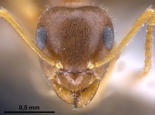 Lasius koreanus specimen FOCOL0750 image focol0750_3