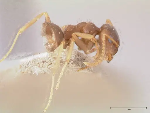 Lasius koreanus specimen FOCOL0750 image focol0750_4
