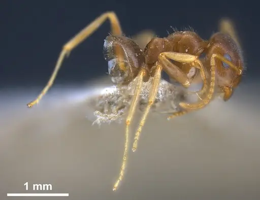 Lasius koreanus specimen FOCOL0750 image focol0750_5