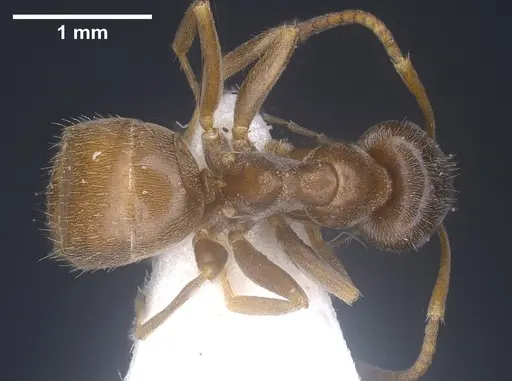 Lasius kritikos specimen ANTWEB1041445 image antweb1041445_1
