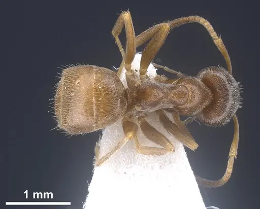 Lasius kritikos specimen ANTWEB1041445 image antweb1041445_2