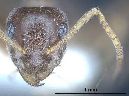 Lasius kritikos specimen ANTWEB1041445 image antweb1041445_3