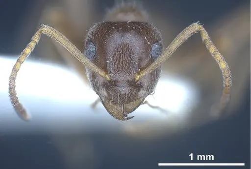 Lasius kritikos specimen ANTWEB1041445 image antweb1041445_4