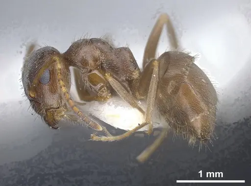 Lasius kritikos specimen ANTWEB1041445 image antweb1041445_5