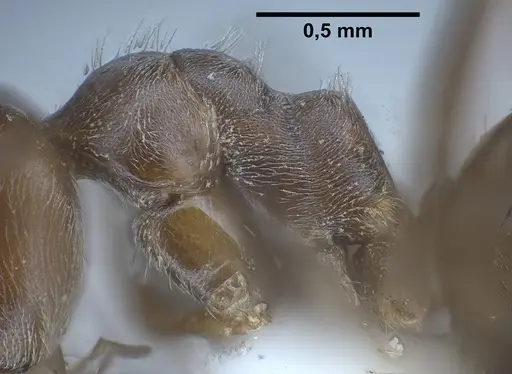 Lasius kritikos specimen ANTWEB1041445 image antweb1041445_6