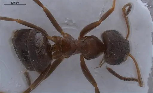 Lasius lasioides specimen ANTWEB1008431 image antweb1008431_1
