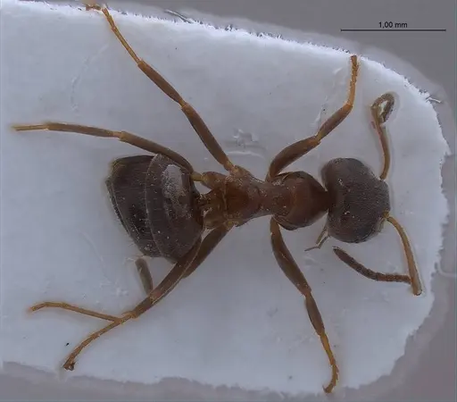 Lasius lasioides specimen ANTWEB1008431 image antweb1008431_2