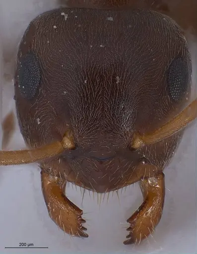 Lasius lasioides specimen ANTWEB1008431 image antweb1008431_3