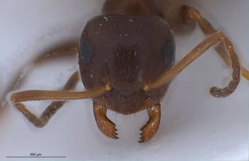 Lasius lasioides specimen ANTWEB1008431 image antweb1008431_4
