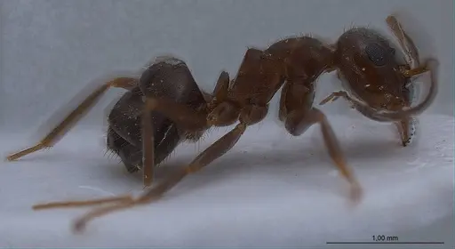 Lasius lasioides specimen ANTWEB1008431 image antweb1008431_5