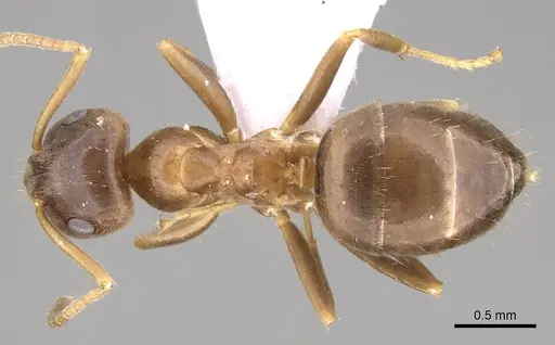 Lasius lasioides specimen CASENT0906077 image casent0906077_1