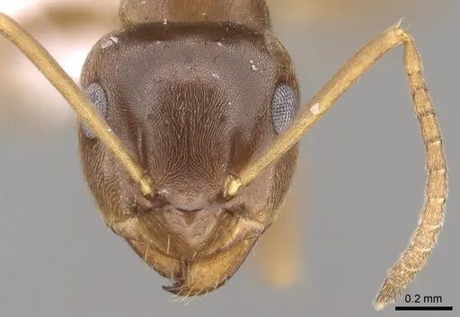Lasius lasioides specimen CASENT0906077 image casent0906077_2